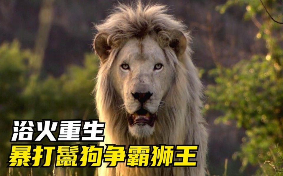 向死而生:结义兄弟被杀,白狮爆发洪荒之力 白狮纪录片