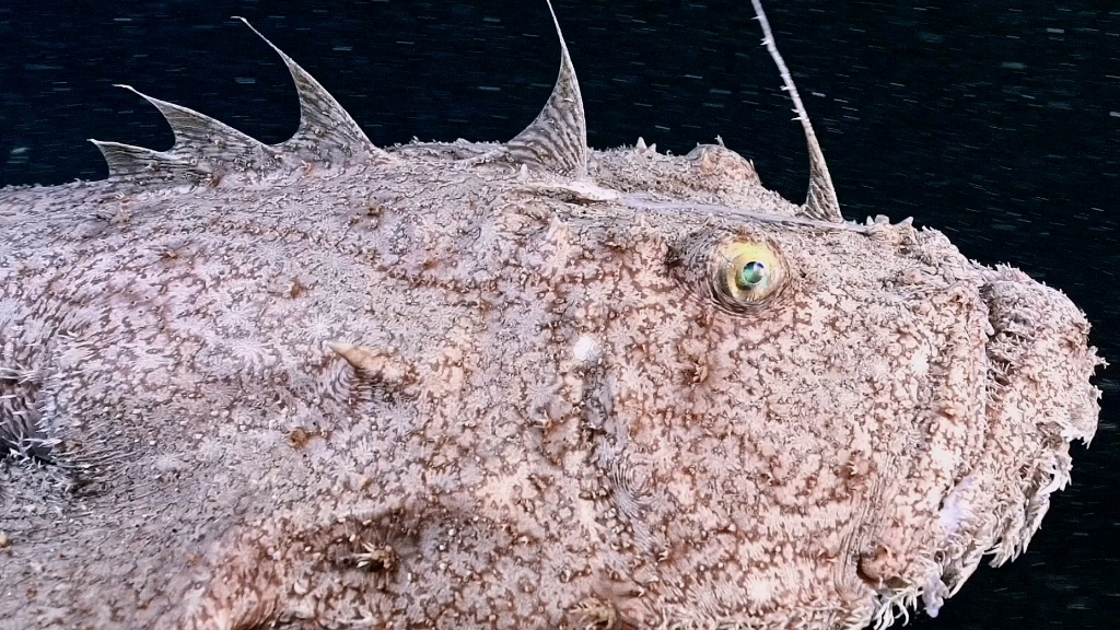 《大连海鲜》 Dalian Marine Life哔哩哔哩bilibili