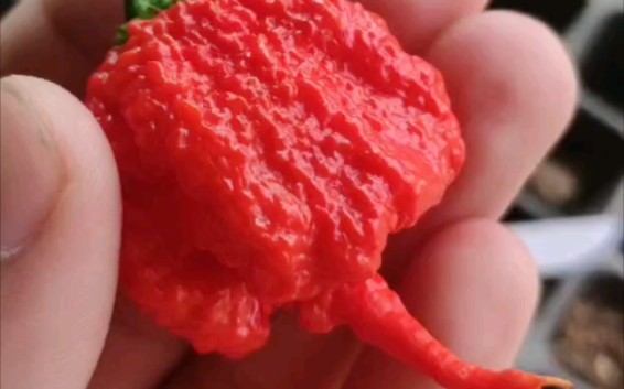 卡罗莱纳死神辣椒