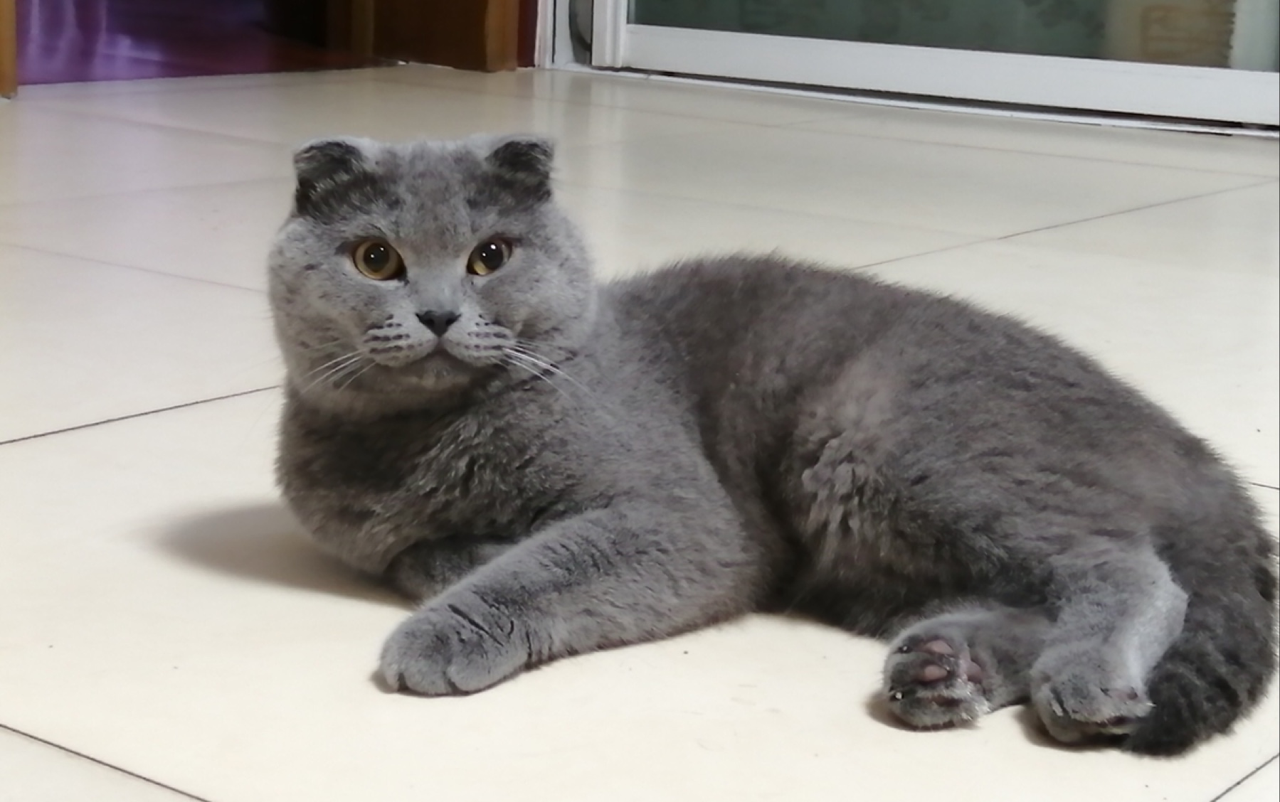 08.22   记录粘人的蓝胖子猫猫