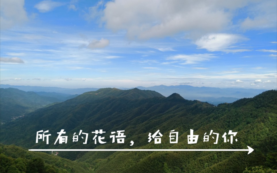 花語表達自由的花語竹杖芒鞋輕勝馬誰怕一蓑煙雨任平生