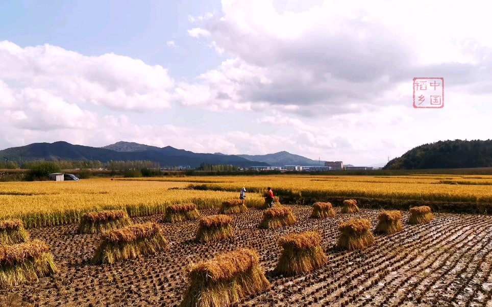 两口子 61 二亩地