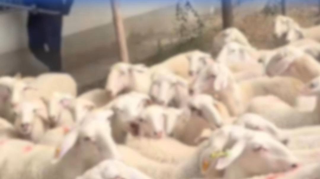 男子为兑“9000万元大奖”失联3个月，被发现在内蒙古放羊，因毫无放羊经验迷失方向，饿晕在路边，目前已与家人团聚