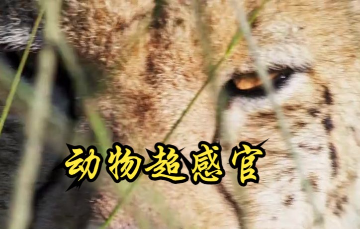 【加拿大】【纪录片】动物超感官 Animal super senses哔哩哔哩bilibili