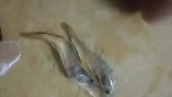 逼真拟饵，28一位咯！(狗头)