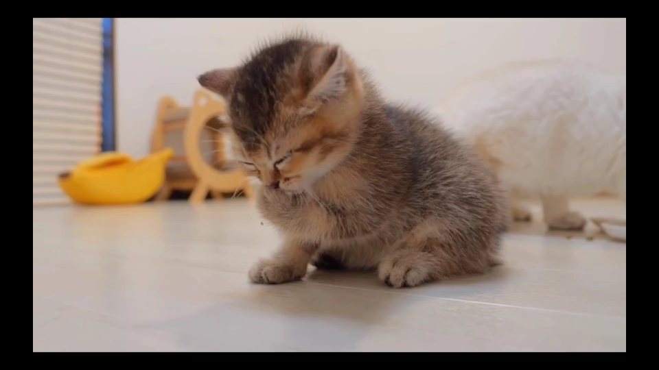 可爱猫咪小迷糊:吃才是王道