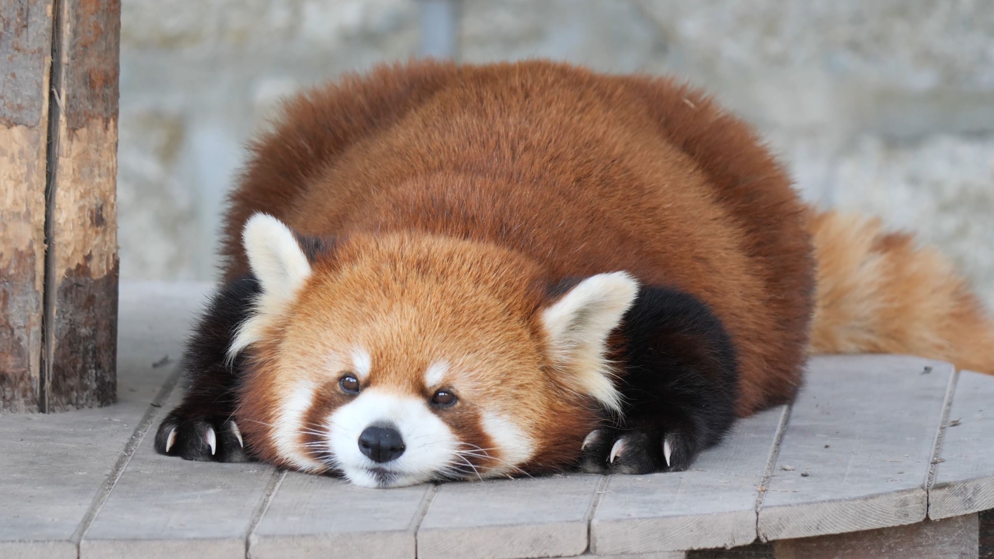 时间好像变慢了【小熊猫】芝麻