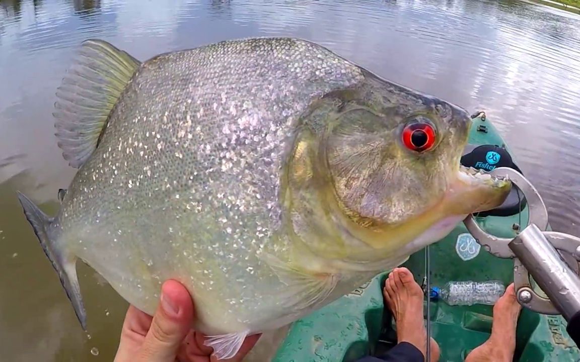 男子在河裡掉起一頭紅眼食人魚後面的事情嚇die紅燒油兔字幕組