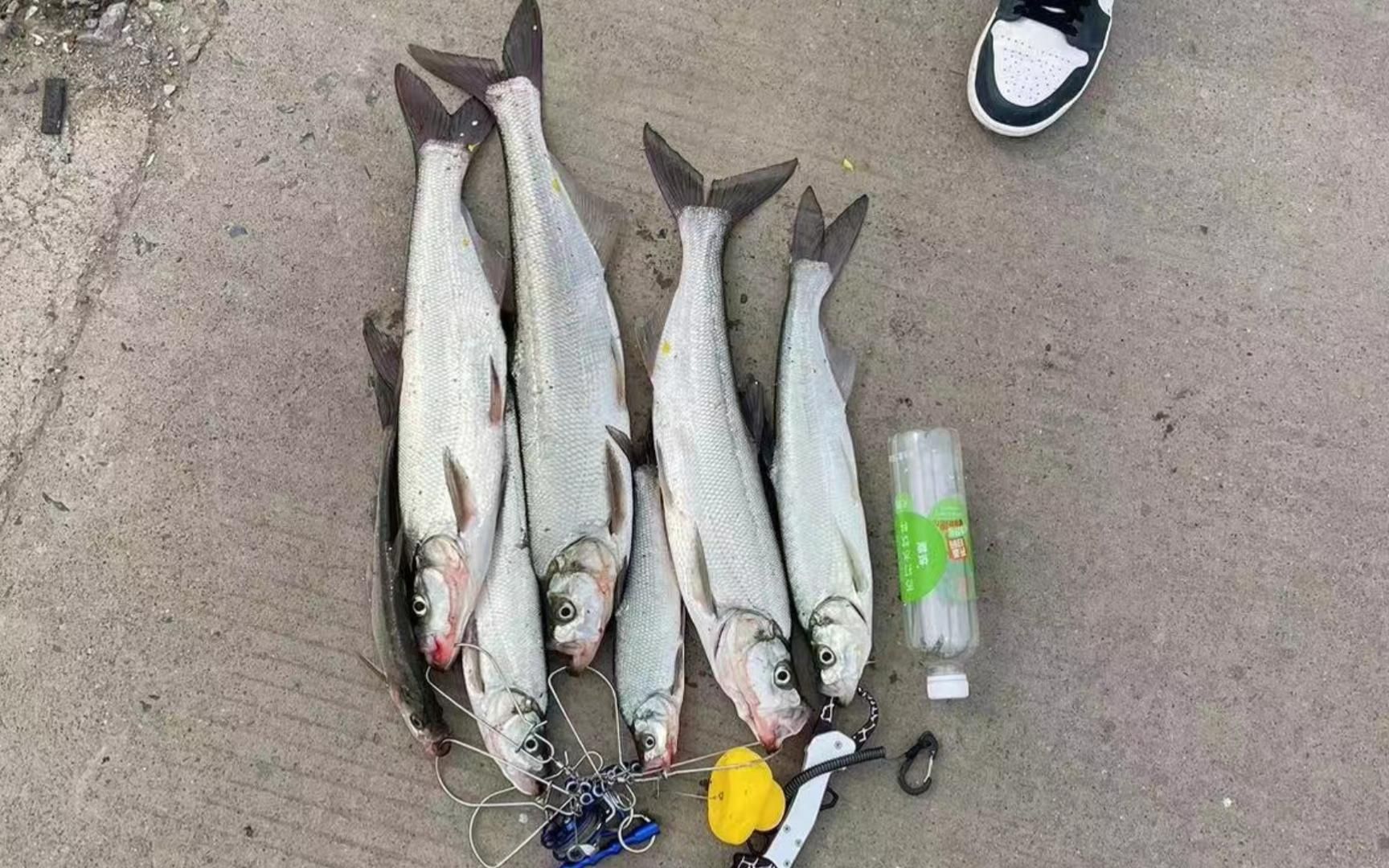 春季路亚翘嘴暴扣啦-张学友来听我演唱会丶-张学友来听我演唱会丶