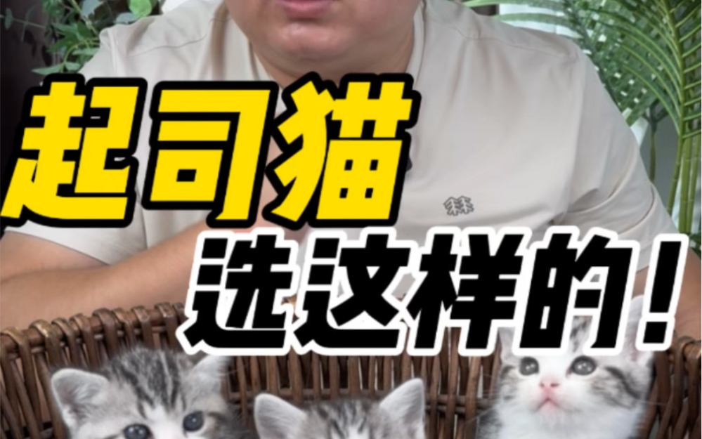 今天挺稀少的猫,美短起司!哔哩哔哩bilibili