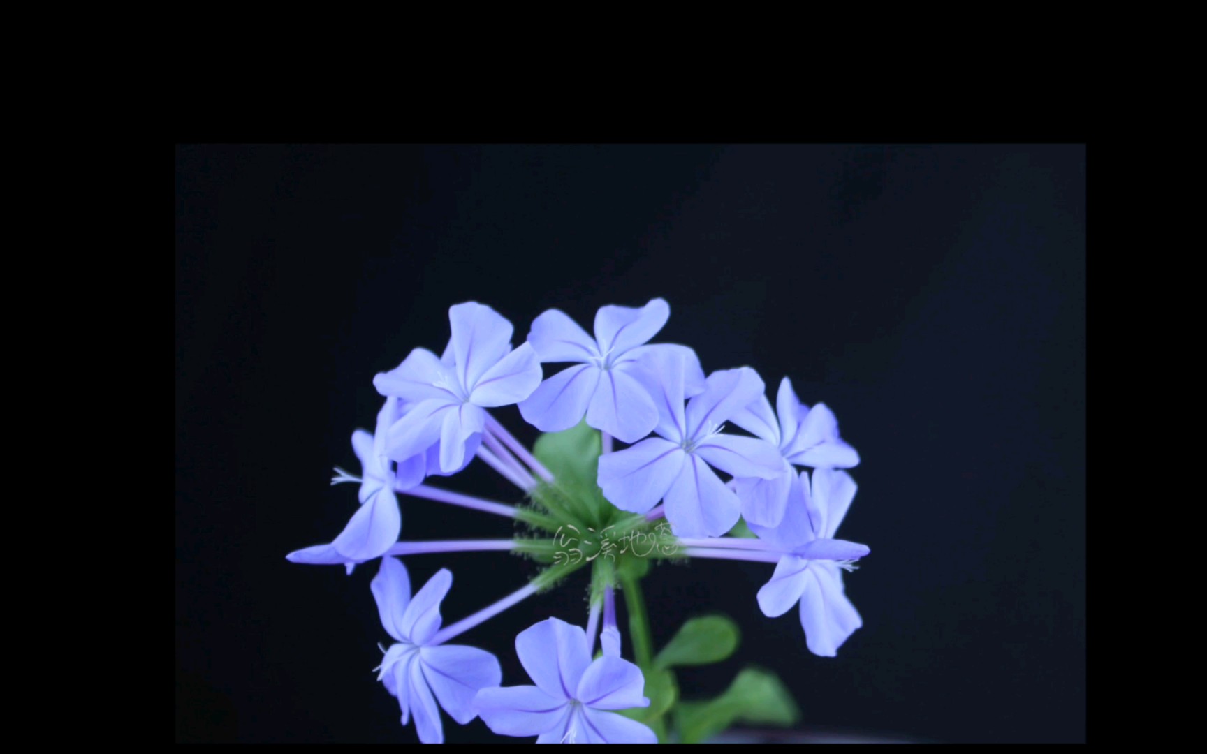 [图]【开花延时】夏天之蓝 蓝花丹/蓝雪花的绽放