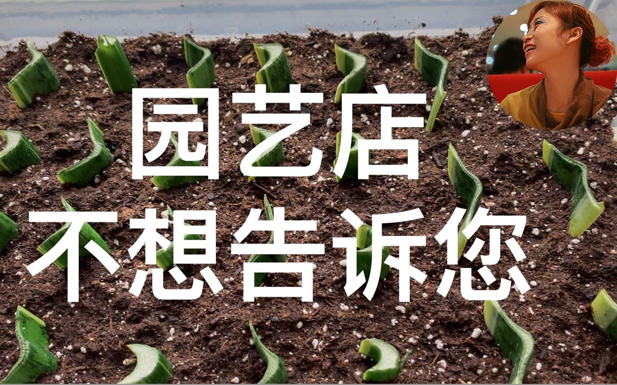 [图]园艺店不想告诉您的秘密｜获得各种植物不花钱｜西红柿扦插早结果｜蔬菜扦插早采收｜水培土培生根块