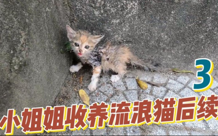 [图]小姐姐收养小流浪三花猫的第3天,多了只白猫同伴,不再孤单了