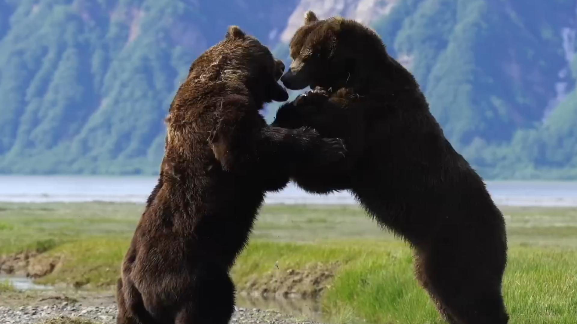 熊族打架谁去劝一下架