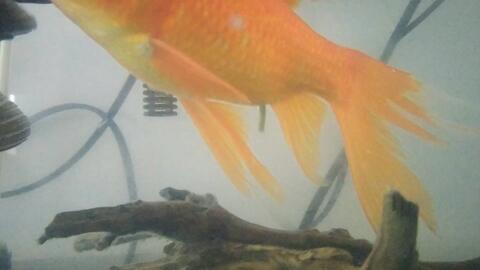 原来金鱼也会便秘刚开始还以为是它的那个 哔哩哔哩