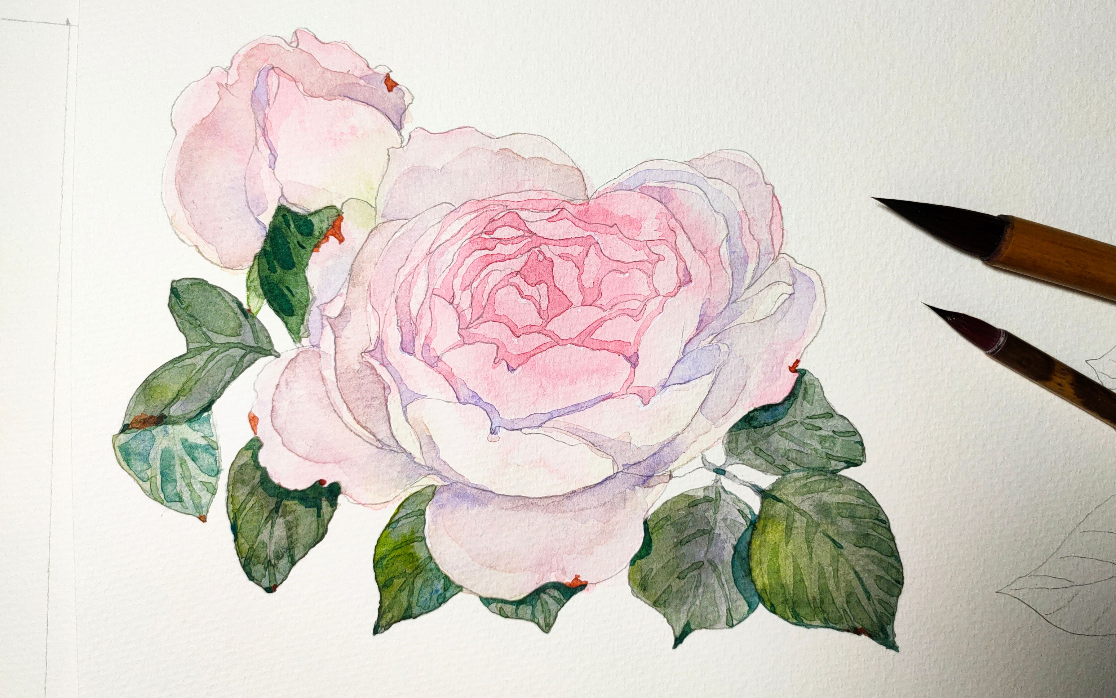 【水彩】粉色月季花上色 我肝了,你们随意…_哔哩哔哩_bilibili