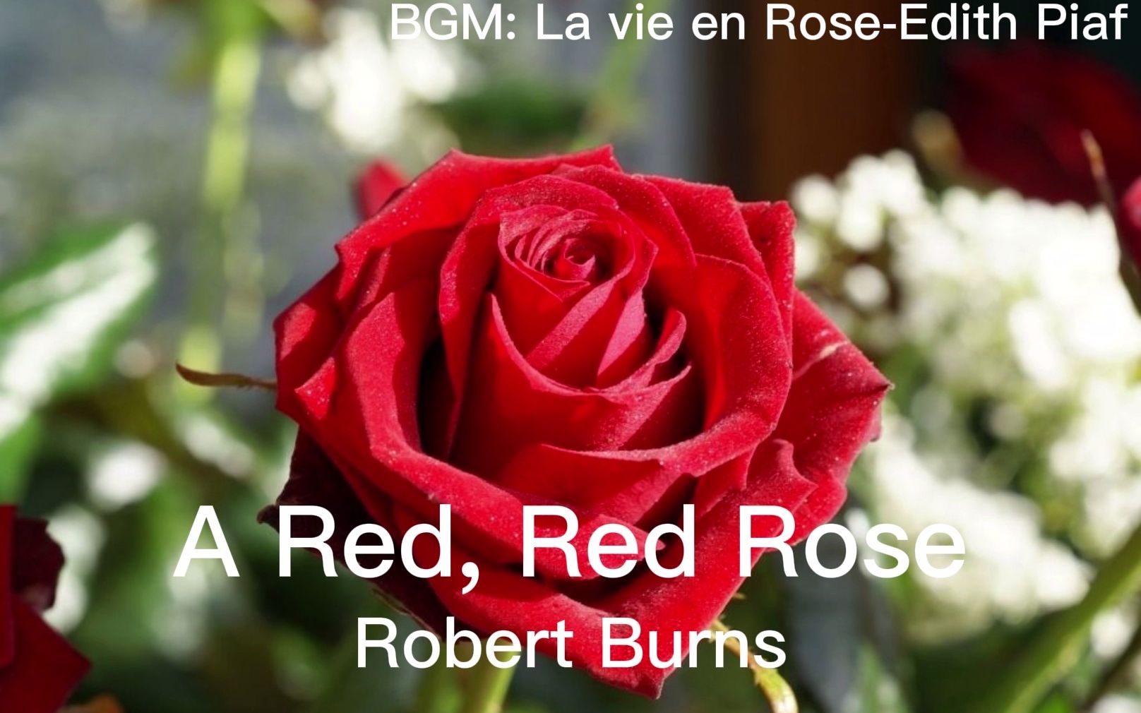【英诗朗诵】a red, red rose(英音)_哔哩哔哩_bilibili