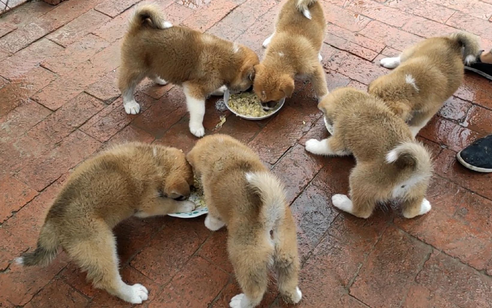 一窝四十天的小秋田犬,虽然个头长的小吃起食物都不含糊,三盘子食物一