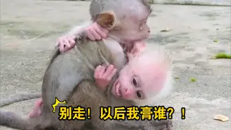 Video herunterladen: 让我最后再膏你一次！猴妹谢幕！