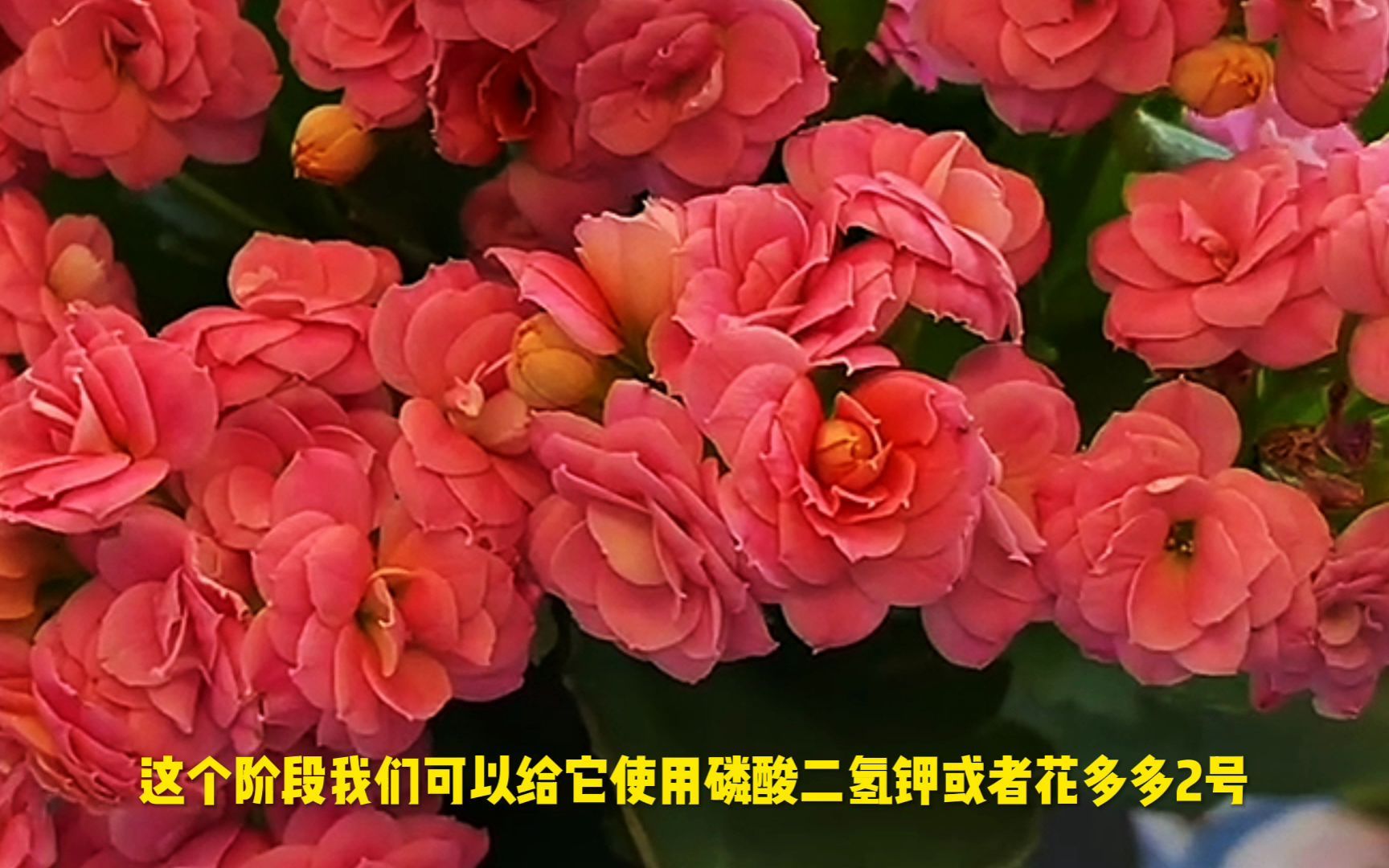 [图]十月养长寿花，花盆里面埋这三种“小东西”，年底开花爆满盆