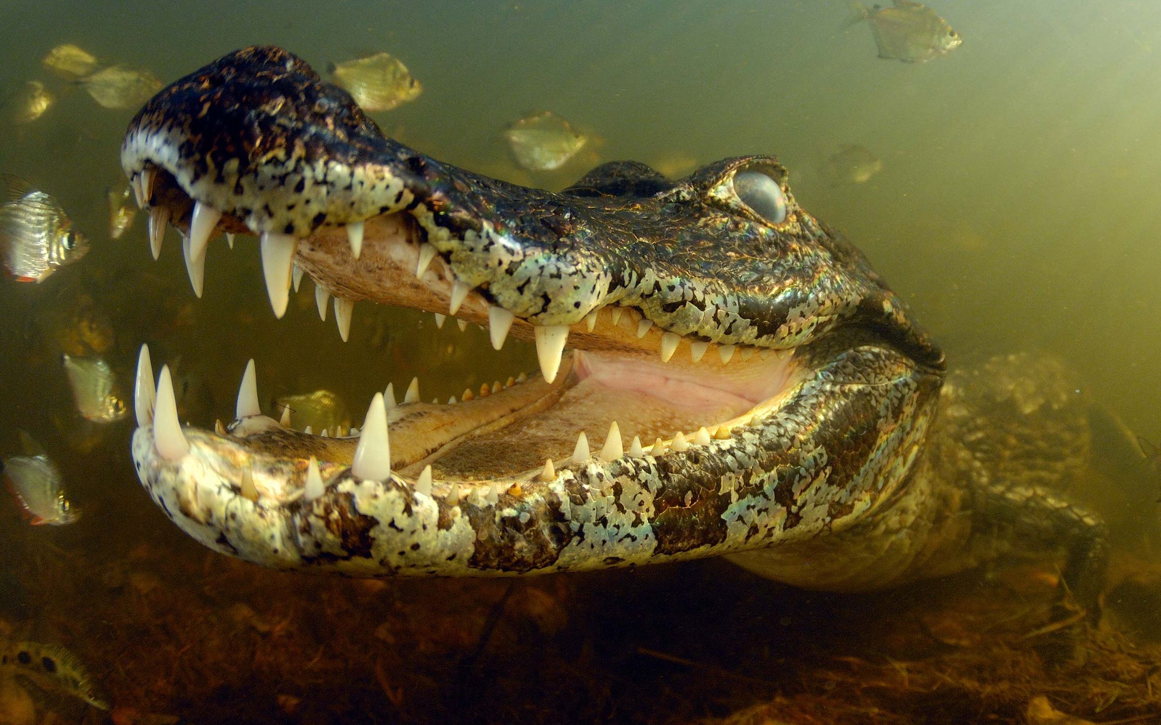 水虎鱼的逆袭:鳄口夺食