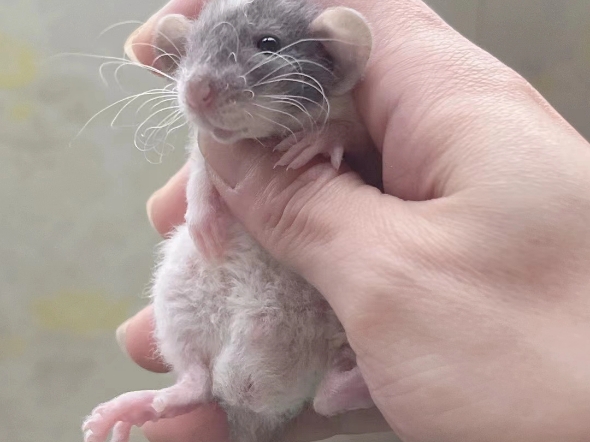 俄蓝头巾卷毛弟弟 118花枝鼠qiaimengchong