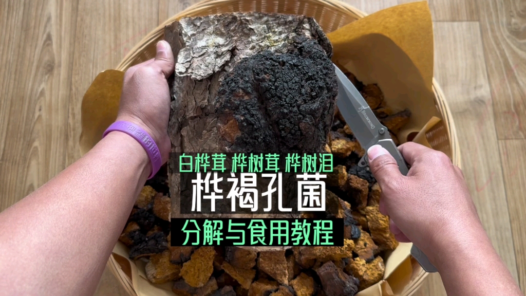 白桦茸 桦树茸 桦树泪 桦竭孔菌怎样分解与食用哔哩哔哩bilibili