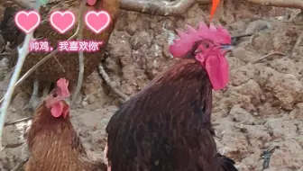 今天基地里的小美和大白兔表白了，一群吃瓜群众各种讨论