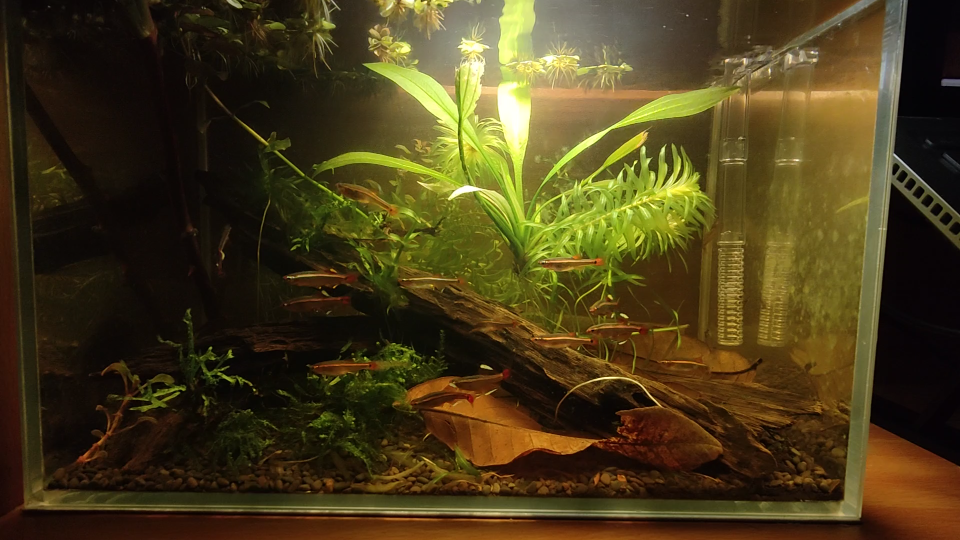 宿舍的白云金丝小缸