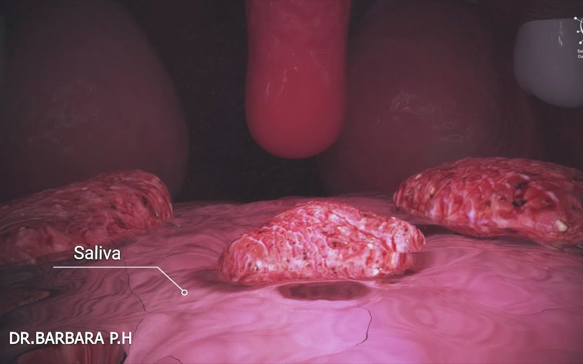 [图]医学动画 - 你的身体是如何把食物变成大便的 | 人类的消化系统