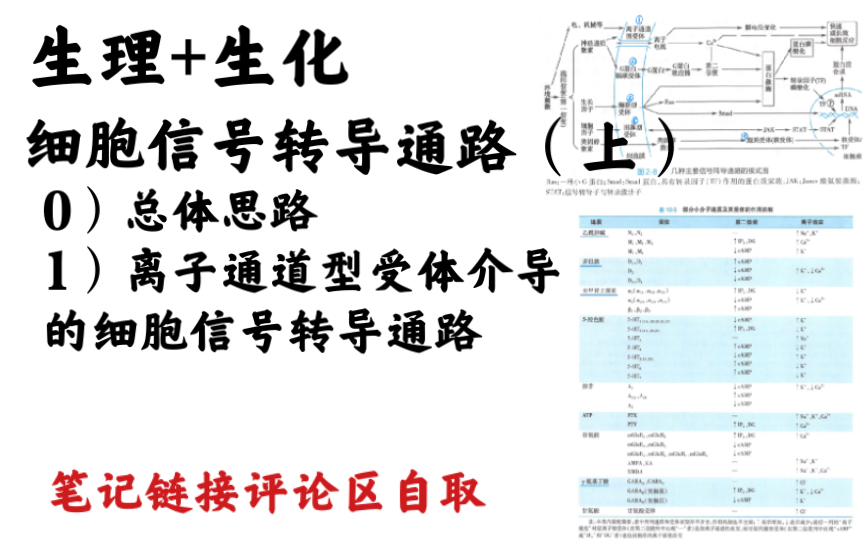 [图]细胞信号转导通路（上）：总体思路、离子通道型受体介导的信号转导通路