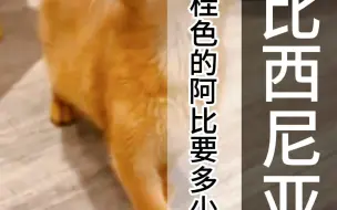 Download Video: 肉桂色的阿比要多少钱?阿比西尼亚猫多少钱一只？阿比西尼亚猫价格是多少？（5792）