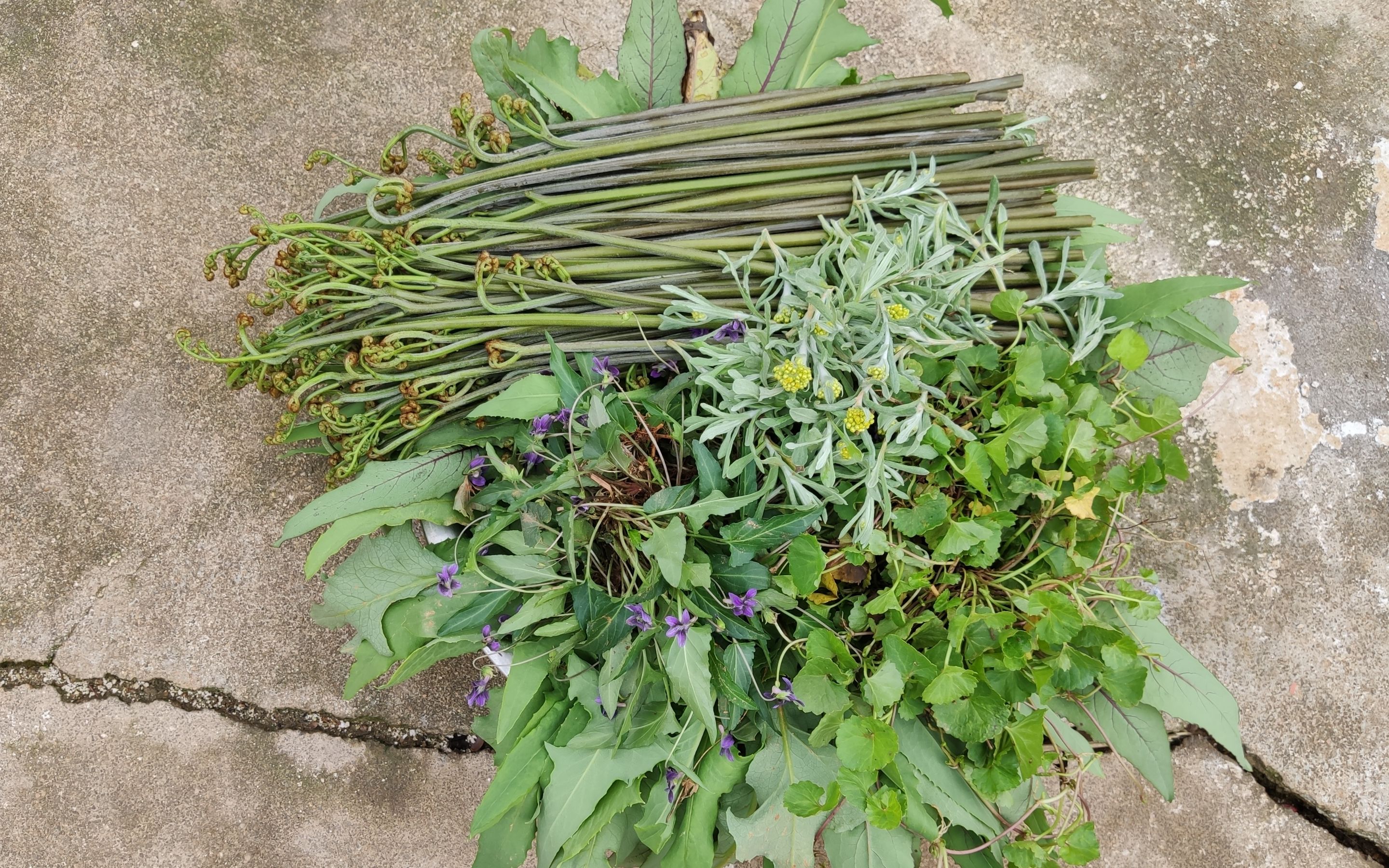 山上野菜大集合,随便一挖就有七八种,你都认识哪些呢?