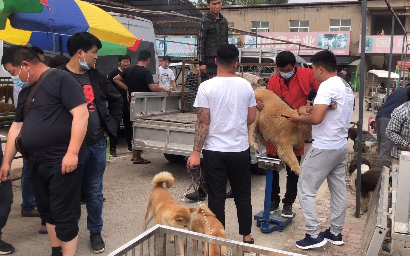 狗肉车迎“大客户”,十几条狗轮番称重送上车,围观者纷纷感叹!哔哩哔哩bilibili