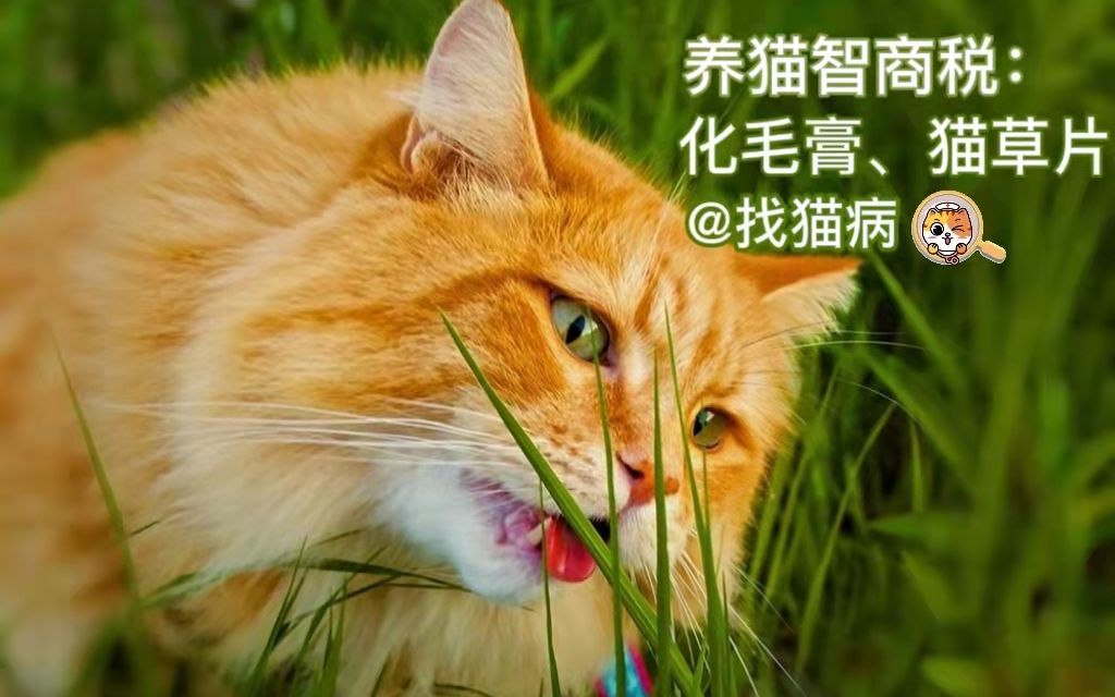 养猫智商税——化毛膏、猫草片哔哩哔哩bilibili