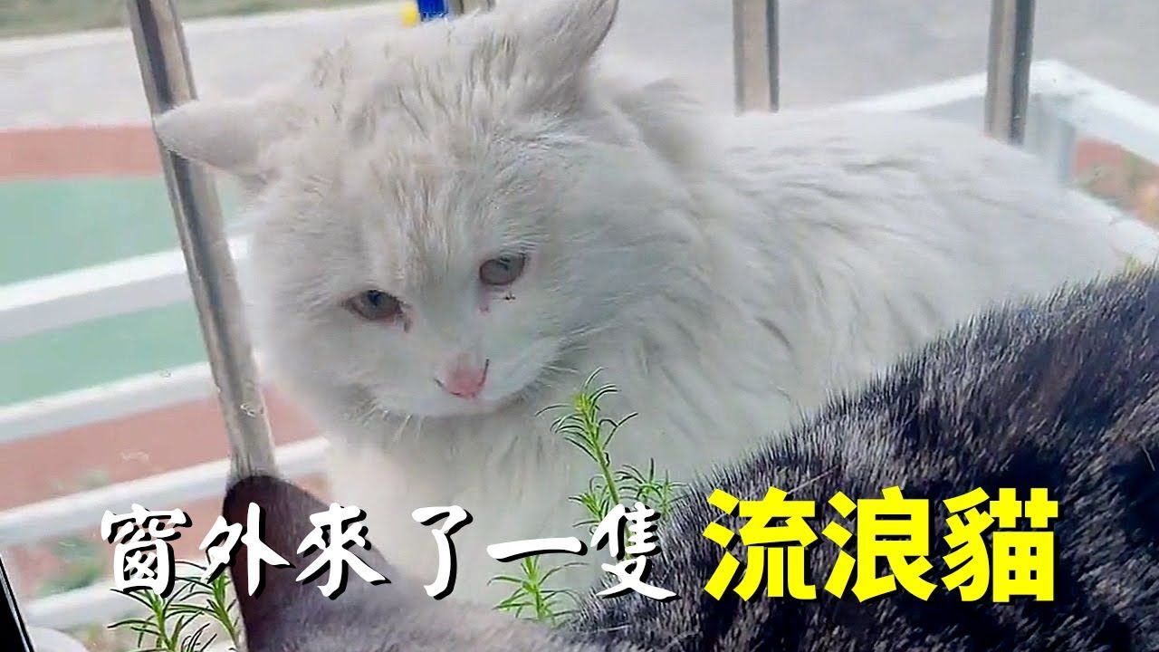 窗外的流浪猫会说话，有问必答~