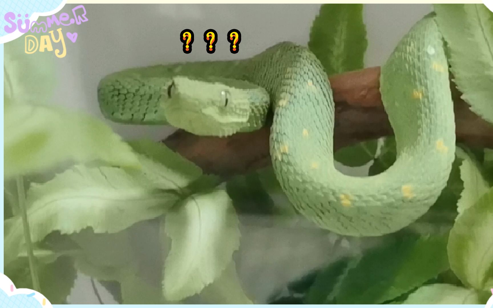 开箱几内亚树蝰蛇类颜值的巅峰存在最像龙的蛇其实是个铁憨憨