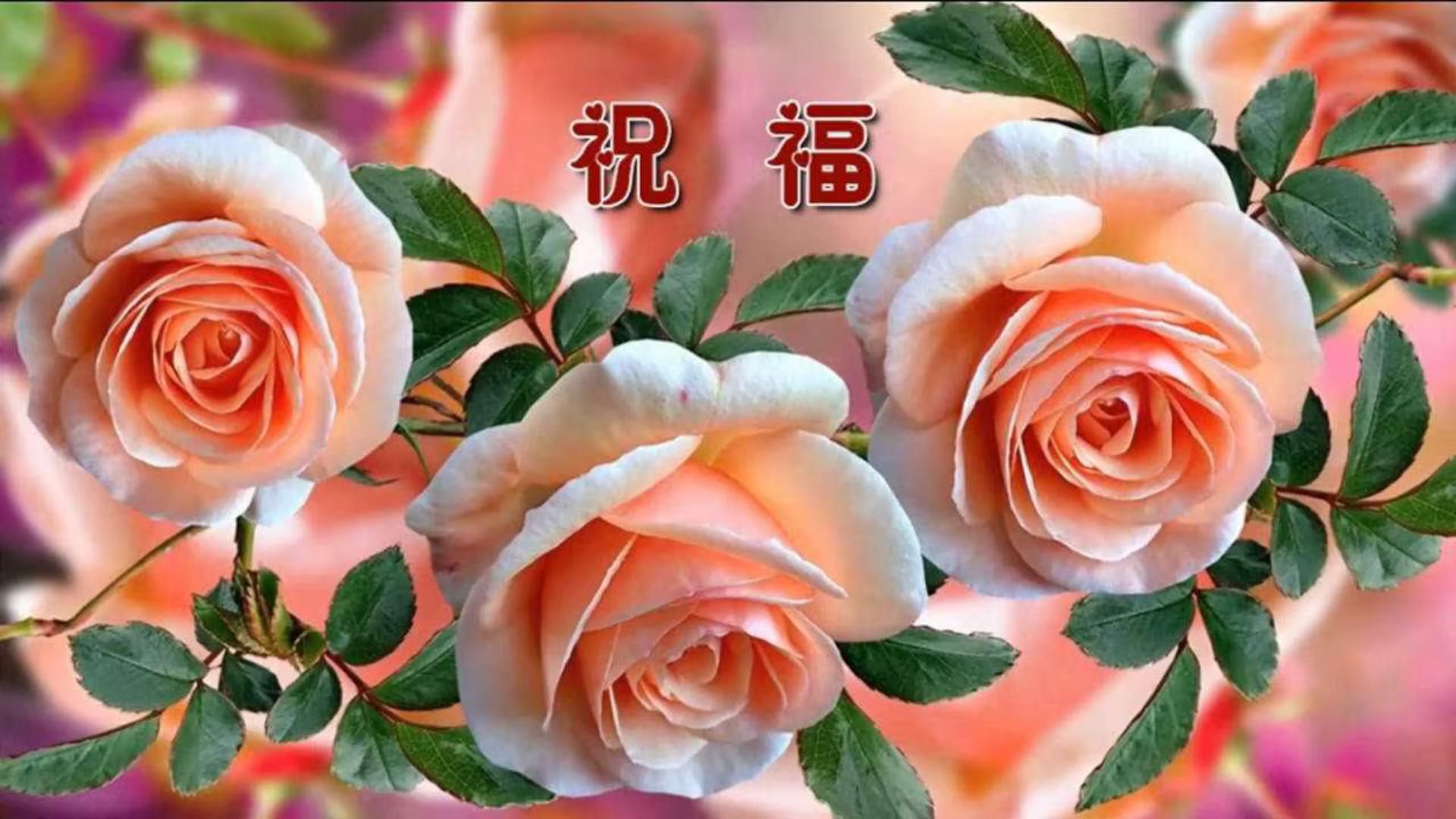 送你最美的《祝福》哔哩哔哩bilibili