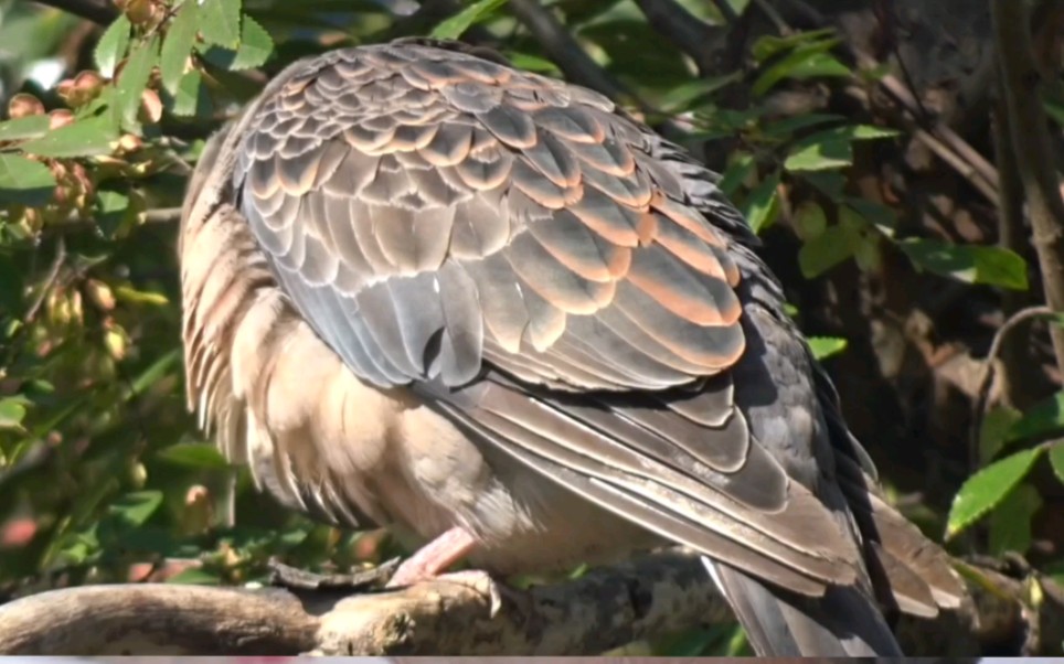 咕咕花纹多得像黑老大