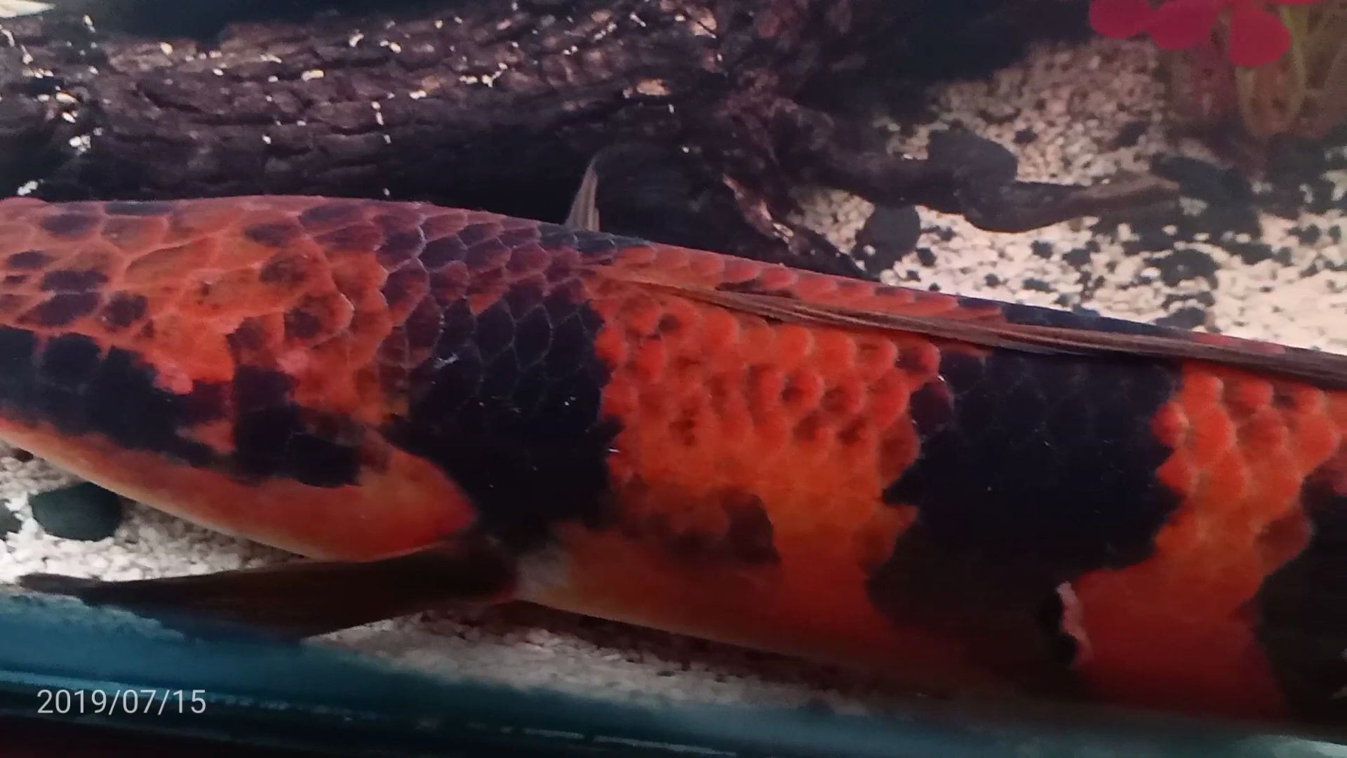 印尼sampit流域的红帝王魔神雷龙