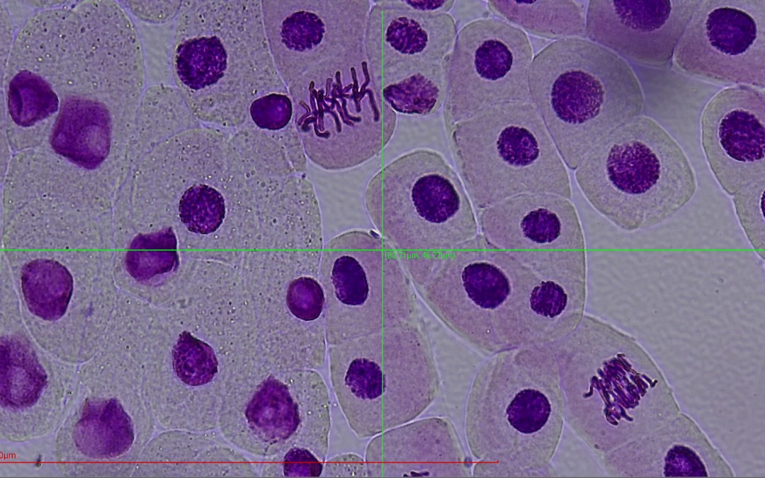 分生区细胞图图片