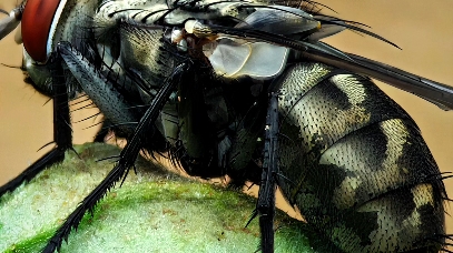 大头苍蝇的特写