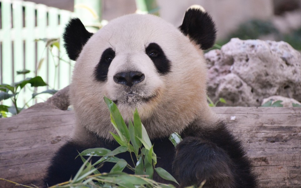 【大熊猫萌兰】这张恍若"圆盘"的大脸,超治愈～_哔哩哔哩_bilibili