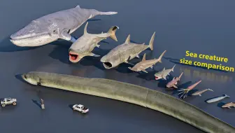 【超级比一比】海洋生物体型对比#动画