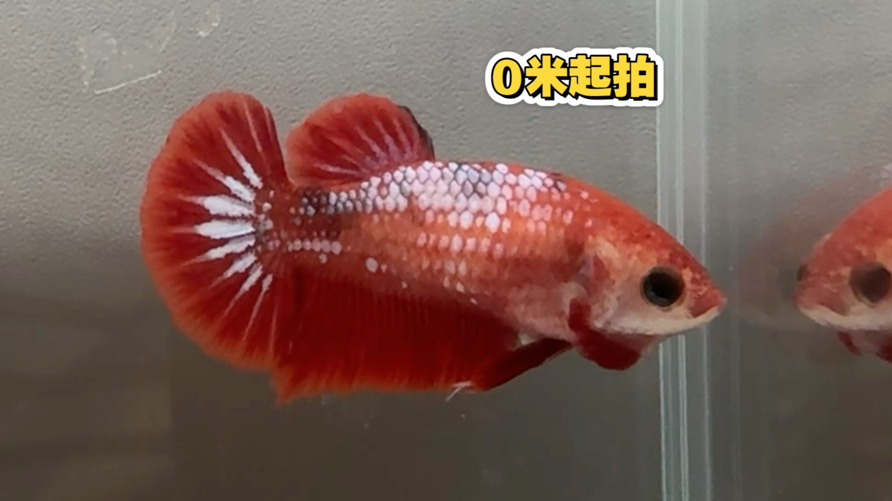 红肉星尾将军母斗鱼