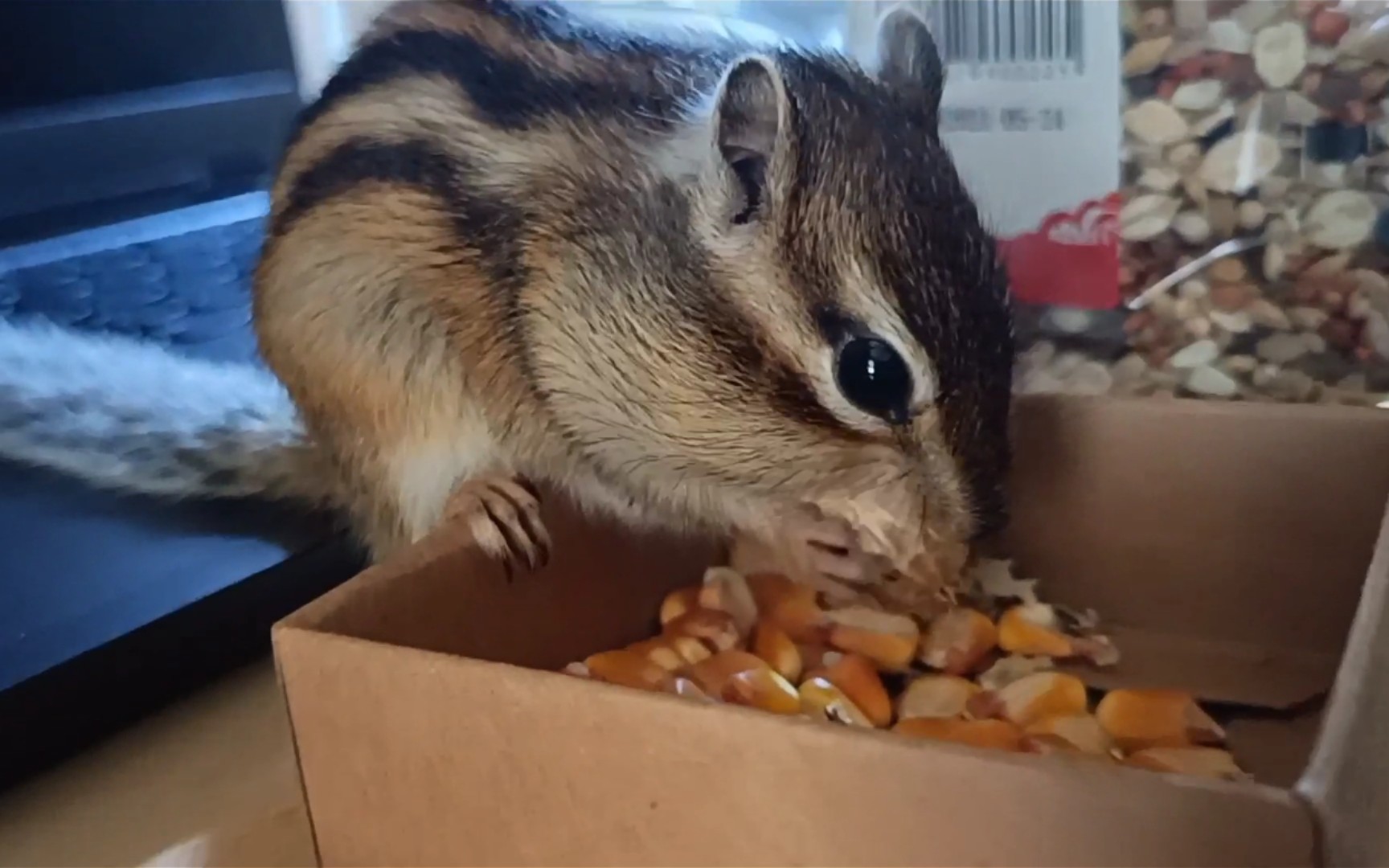 震惊05,某小松鼠在偷吃东西