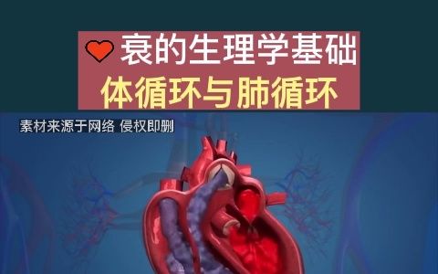 这就是体循环与肺循环的一个完整流程,看懂了不?哔哩哔哩bilibili