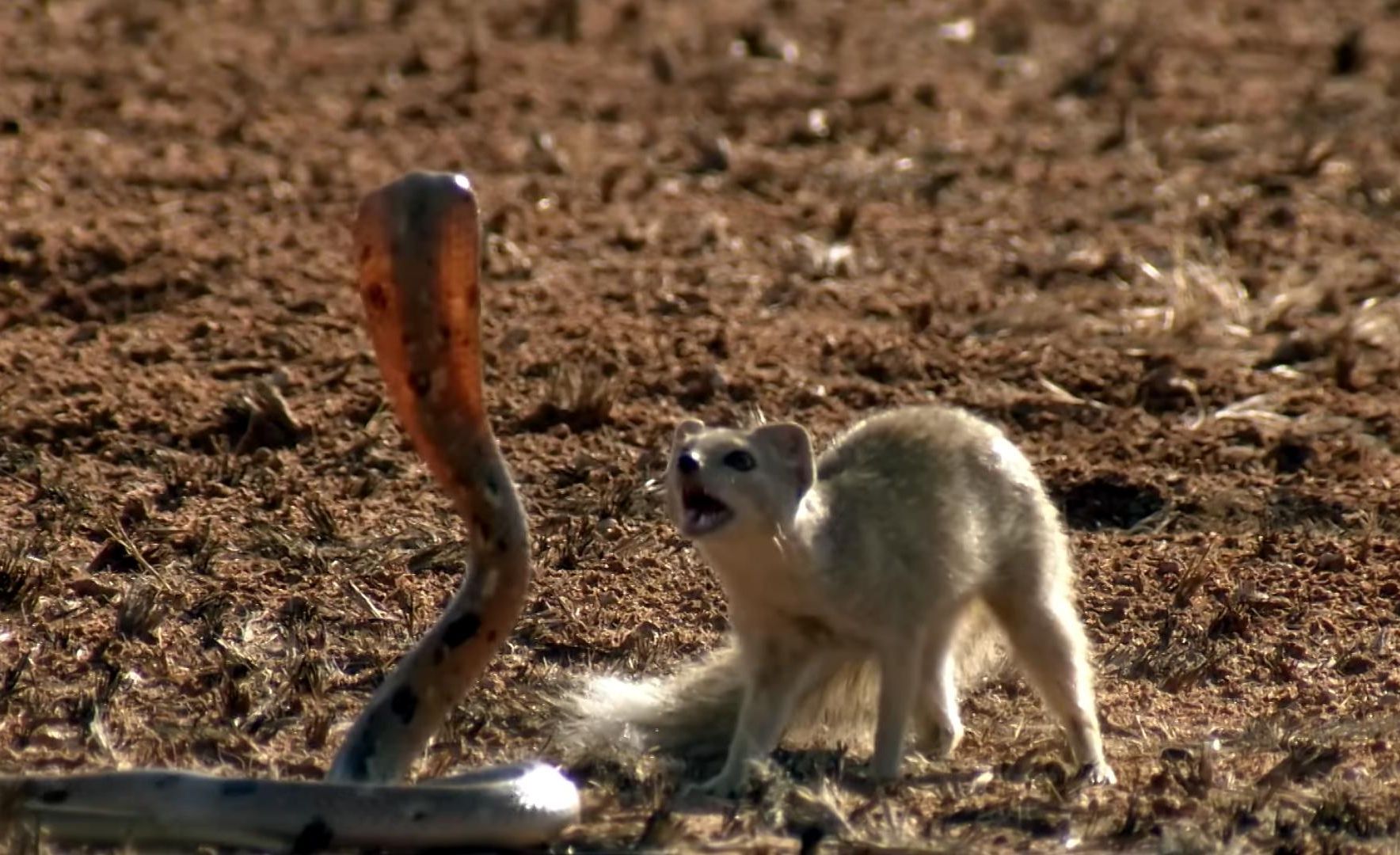 猫鼬大战厮杀剧毒眼镜蛇!不料惨被咬中嘴巴毒素蔓延,画面刺激