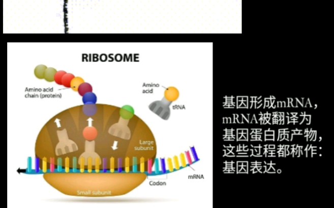 高考生物基本知识点【基因表达 1】核糖体哔哩哔哩bilibili