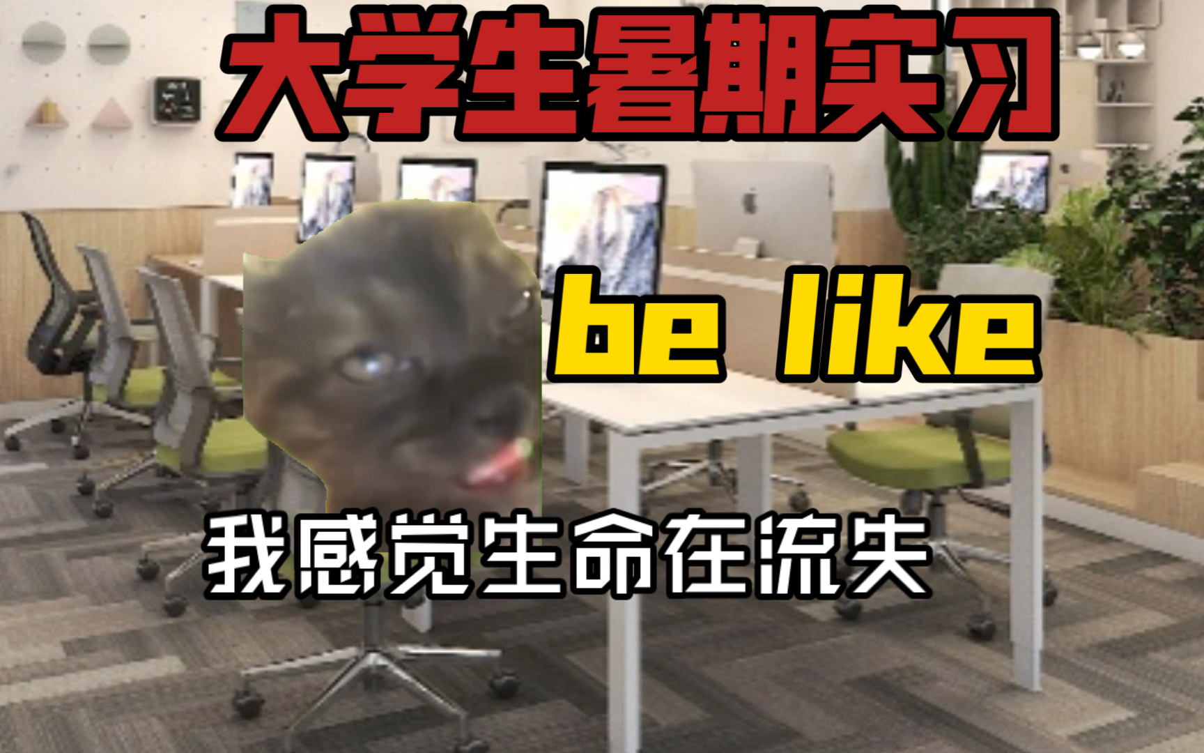 大学生暑期实习be like哔哩哔哩bilibili